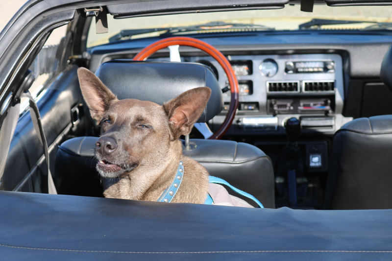 Illustration for article titled Harris Ranch C&C, Toby, and Sunchaser photodump